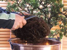Watering ficus bonsai, as with most bonsai, like to dry out between waterings. Repotting Bonsai
