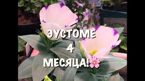 Specifically, chamaesyce is very closely related to plants like euphorbia pulcherrima, the popular poinsettia. V Kakoj Obyom Kashpo Vazonov Sazhat Cvety Skolko Zemli Nuzhno Rasteniyam I Rassade V Sadu Youtube