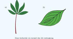 Jun 25, 2021 · resep mpasi ayam labu hijau 4 bintang 6bulan+ (mpasi pertama baby d). Ini Bedanya Daun Majemuk Dan Daun Tunggal Ilmu Pengetahuan Dasar