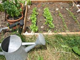 Check spelling or type a new query. How To Dry Herbs From Your Tasty Herb Garden Squawkfox Drying Herbs Buy Herbs Drying Fresh Herbs