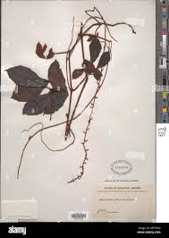 Image result for Ampelocissus obtusata