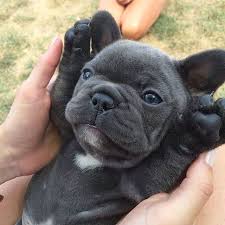 The french bulldog is a loving and affectionate dog breed that loves to play. How To Find Top Quality French Bulldog Breeder Best Dog Tips
