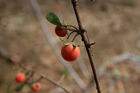 Image result for Diospyros lycioides