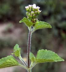 Image result for Ageratum conyzoides