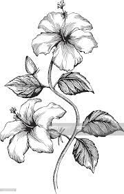 Disegni da colorare, biglietti auguri, immagini da stampare. Illustrazione Stock Ibisco Fiori Disegnati A Matita Disegno Floreale Disegno Di Fiori