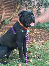Cane Corsa Cinsinin Mizaci Ve Dis Gorunumu