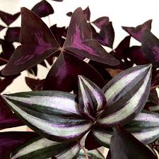 Closed Terrarium 101 7 Easy Steps To Build Your Glass Terrarium My Tasteful Space Low Maintenance Indoor Plants Plants Indoor Plants