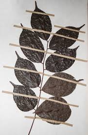 Image result for Rourea