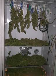 Check spelling or type a new query. Growing Stealth Collection Of Stealth Micro Grows Micro Fluo Opengrow