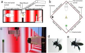 Deformed bees with stubby abdomens and missing or deformed wings may have deformed wing virus which is usually spread this happens often in cold weather when the hive is unable to break cluster to move to their stores. Vision And Air Flow Combine To Streamline Flying Honeybees Scientific Reports