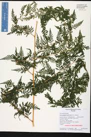 Image result for Dennstaedtiaceae