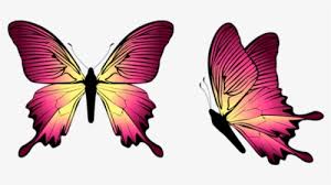 Keep it light with a gorgeous pink background from unsplash. Gif Kupu Kupu Transparan Hd Png Download Transparent Png Image Pngitem