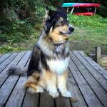 Australian Shepherd Bernese Mountain Dog Mix - What to Expect!