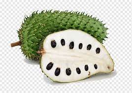 Durian belanda merupakan keluarga annonaceae, yang dikenali sebagai keluarga epal kastard. Soursop Illustration Soursop Juice Durian Fruit Food Durian Belanda Nutrition Melon Fruit Png Pngwing