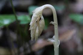 Image result for Epipogium roseum