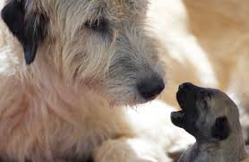 Minnesota breeder referral on facebook. Puppy Info Bonaforte Irish Wolfhounds