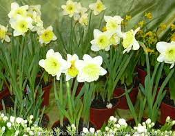 Singapore Plants Lover Mellow Yellow Monday Narcissus