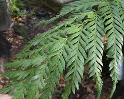 Image result for Todea