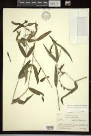 Image result for Justicia anagalloides