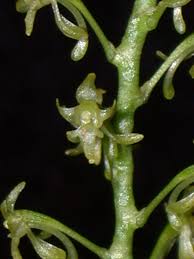 Image result for Angraecopsis parviflora