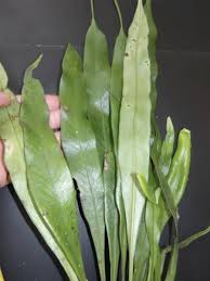 Image result for Belvisia