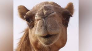 The song's interlude refers to the blockbuster film titanic, where old lady (rose) drops the diamond heart of the ocean, which she found in jack's. Britney Spears Has Camel Toe Incident The Spoof