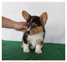 It is at the southern end of the verdant willamette valley. Pembroke Welsh Corgi Puppies Los Angeles For Sale Los Angeles Pets Dogs