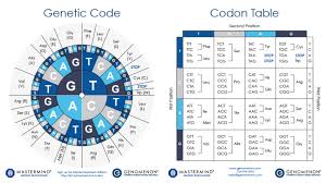 Codon Charts Codon Table Sheets Genomenon