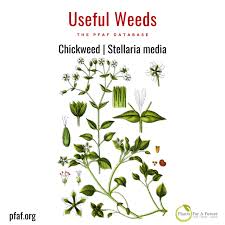 Image result for Stellaria