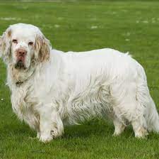 Please call for faster response and we can. Clumber Spaniel Puppies For Sale Adoptapet Com