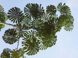 Image result for Musanga leo-errerae