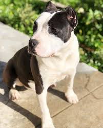 And, we are happy to announce that many hot jobs are available at companies in the tulsa, oklahoma city, claremore, and pryor…. American American Staffordshire Terrier Portugal