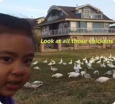 Harassing content is usually removed within less than 48 hours. Look At All Those Chickens Vine Memes Funny Relatable Memes Reaction Pictures