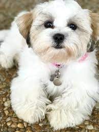 Haircut Style Havanese Puppies Puppies Havanese