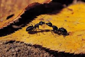 To do this you just need to pour the hot boiling water into the center of the mound. What Kills Ants In Sheds
