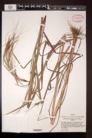 Image result for Heteropogon melanocarpus
