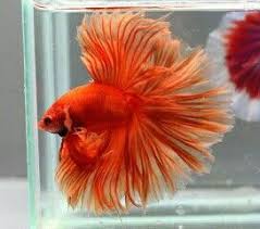 Awesome Orange Lion Male Betta Betta Fish Betta Fish Tank