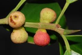 Image result for Fuirena microcarpa