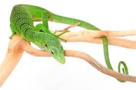 Check spelling or type a new query. Green Tree Monitor For Sale Reptiles For Sale