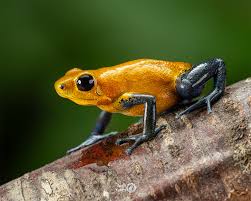 Image result for Calvoa