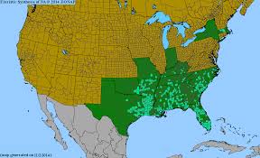 Image result for Digitaria compressa