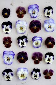 Pretty Perfections Pansies Pretty Flowers Petals