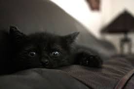 black kitten so cute theincensewoman cats crazy cats kittens cutest