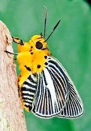 Black And White Striped Insect With Wings Black And White Stripes Over Yellow Beautiful Butterflies Moth Insects