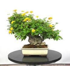 Bonsai Lantana Terbaik