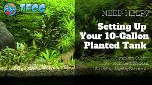 10 Gallon Planted Tank Low Tech Setup Ideas Stocking Lights Substrate