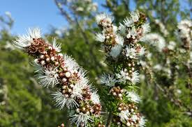 Image result for Kunzea