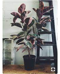 Pop Wilder On Instagram Obsessed With This Ruby Ficus Elastica Rubberplant Such A Tolerant And Hardy Indoor Rubber Tree Plant Trees To Plant Indoor Plants