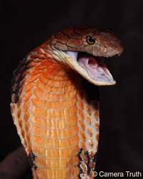 Like This Hd Wallpapers And Backgrounds For Iphone Https Itunes Apple Com Us App Hd Wallpapers Background Beautiful Snakes King Cobra Reptiles And Amphibians