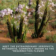Image result for Xerophyta retinervis